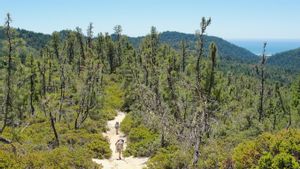 Hilang di Pegunungan California, Pria Ini Bertahan Hidup dengan Minum Air dari Air Terjun dan Sungai